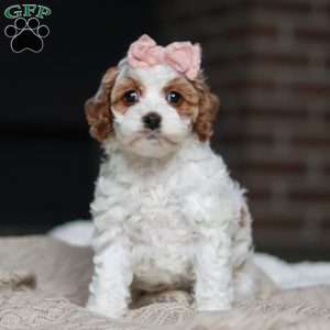 Daisy, Cockapoo Puppy